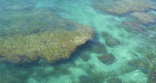 High angle view of turtle in sea