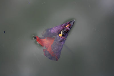 High angle view of leaf floating in lake