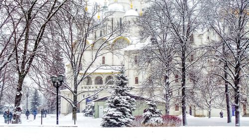 Bare trees during winter