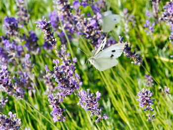 Butterfly on purple flowers