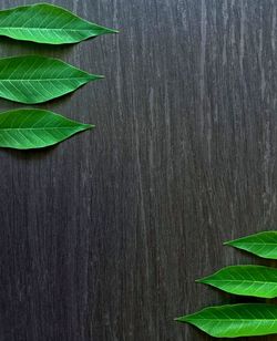 High angle view of plant leaves on wooden plank