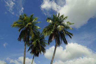 Low angle view of palm tree against sky