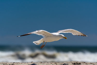 Seagull flying at beach against clear sky during sunny day