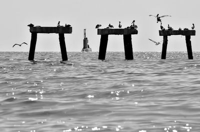 Seagull in water