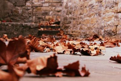 Dry leaves on footpath