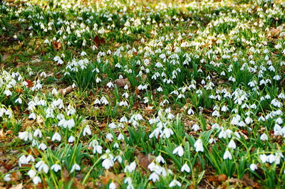 Close-up of flowers growing in field