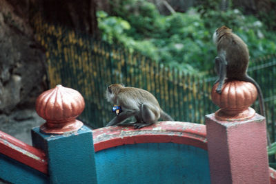Two men sitting on wood against trees