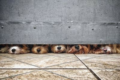 Portrait of dog resting on tiled floor