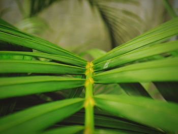 Close-up of insect on leaf