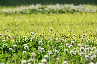 Close-up of flowers blooming on field