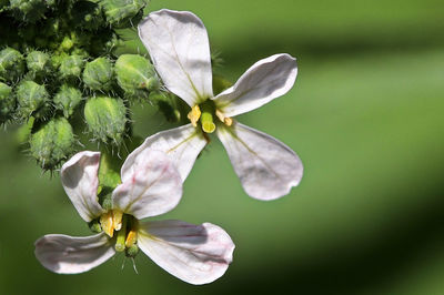 Macro of delicate radish flowers in bloom