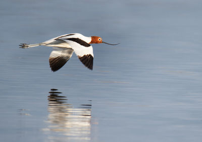 Bird flying over lake