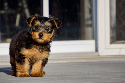 Portrait of yorkshire terrier puppy in back yard