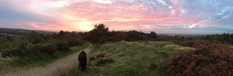 Scenic view of field against sky at sunset