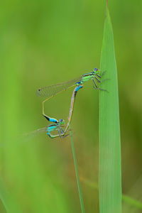 Close-up of dragonfly on plant