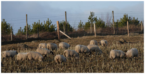 View of sheep on field