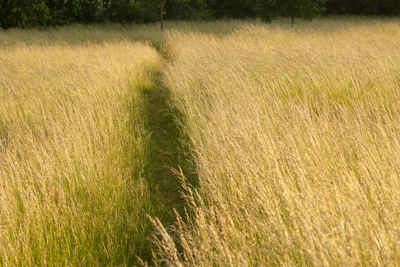 View of wheat field