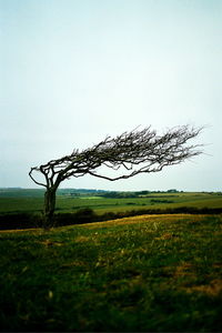 Trees on grassy field against sky