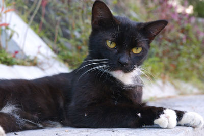 Close-up portrait of black cat