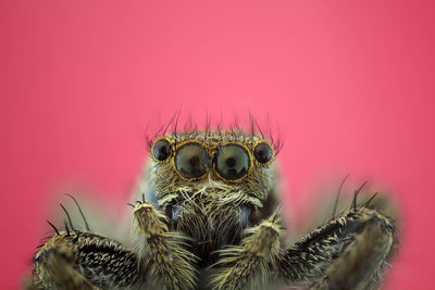 Extreme close-up of jumping spider against pink background