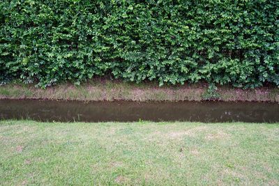 Plants growing on field