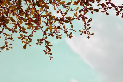 Low angle view of maple leaves on tree against sky