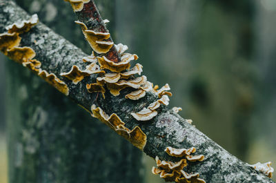 Patterned mushrooms on tree trunk. autumn photo with mushrooms on tree close up. blurred background.