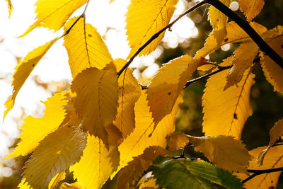 Close-up of leaves on tree