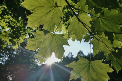Low angle view of maple leaves against bright sun