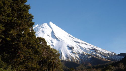 Low angle view of trees against clear sky