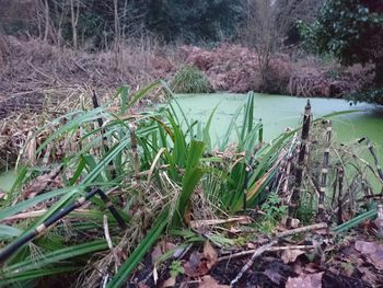 Plants growing on field