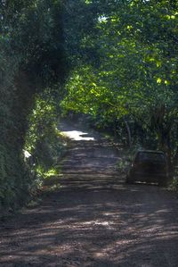 Empty road along trees