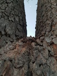 Low angle view of tree trunk