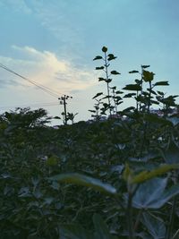 Low angle view of flowering plants on field against sky