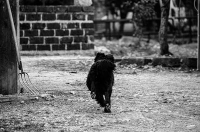 Rear view of dog on field