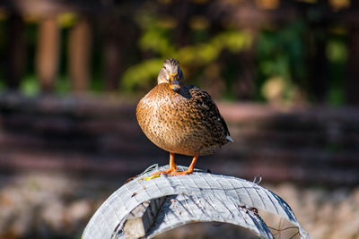 Close-up of bird perching on wood