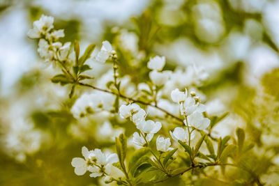 Close-up of white flowering plant on field