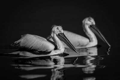 Close-up of pelican