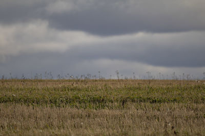 Scenic view of field against sky