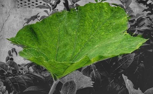 Close-up of green leaves