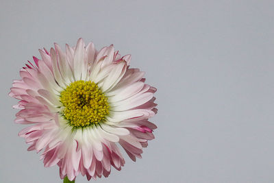 Close-up of pink flower against white background