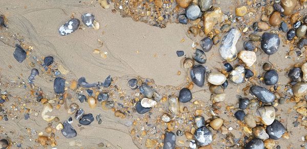 High angle view of seashells on beach