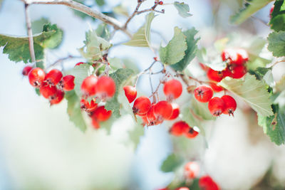 Close-up of berries growing on tree