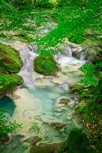 Scenic view of waterfall in forest