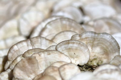 Close-up of seashell on the sea