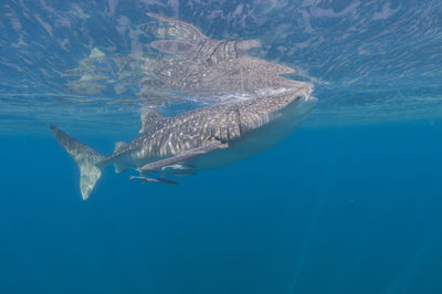 Fish swimming in sea