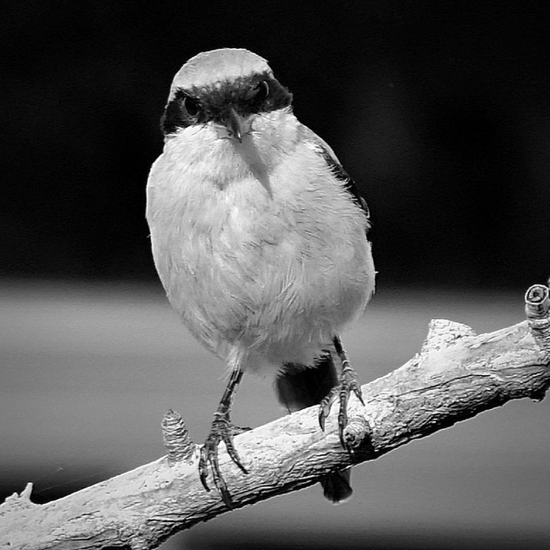 CLOSE-UP OF BIRD PERCHING ON TREE