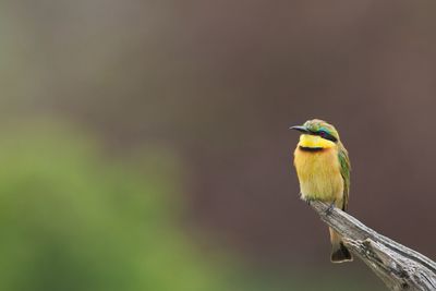 Close-up of bird perching on wood