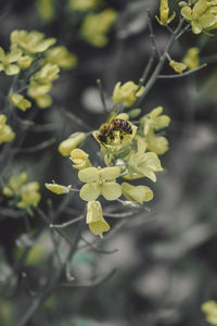 Close-up of insect on flower