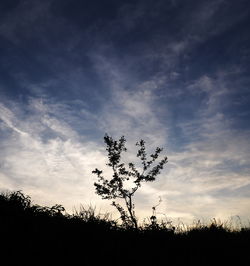 Low angle view of silhouette plants against sky at sunset